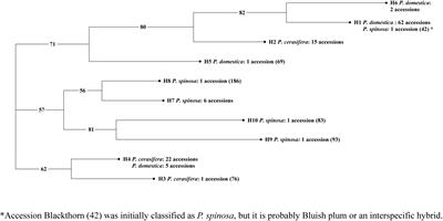 Genetic diversity and structure of Slovenian native germplasm of plum species (P. domestica L., P. cerasifera Ehrh. and P. spinosa L.)